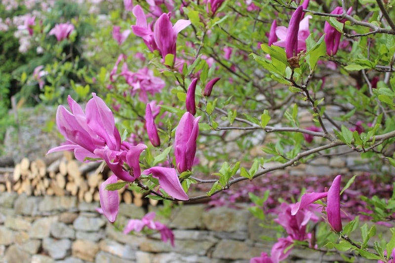 Secret Garden